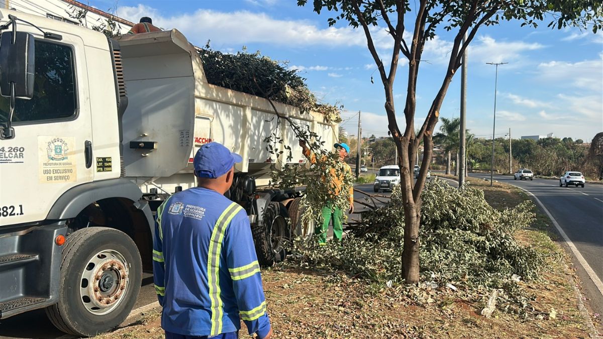 Profissionais trabalham na remoção de árvore caída na capital
