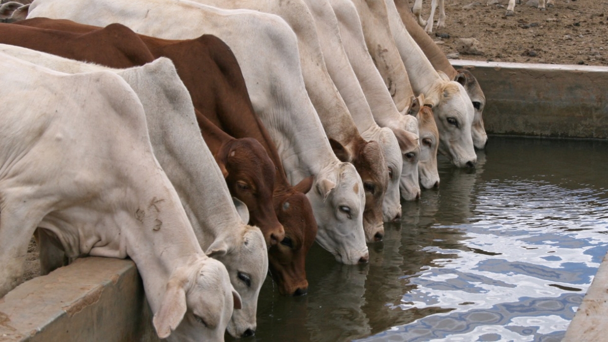 Qualidade da água deve ser tratada como um insumo essencial na pecuária