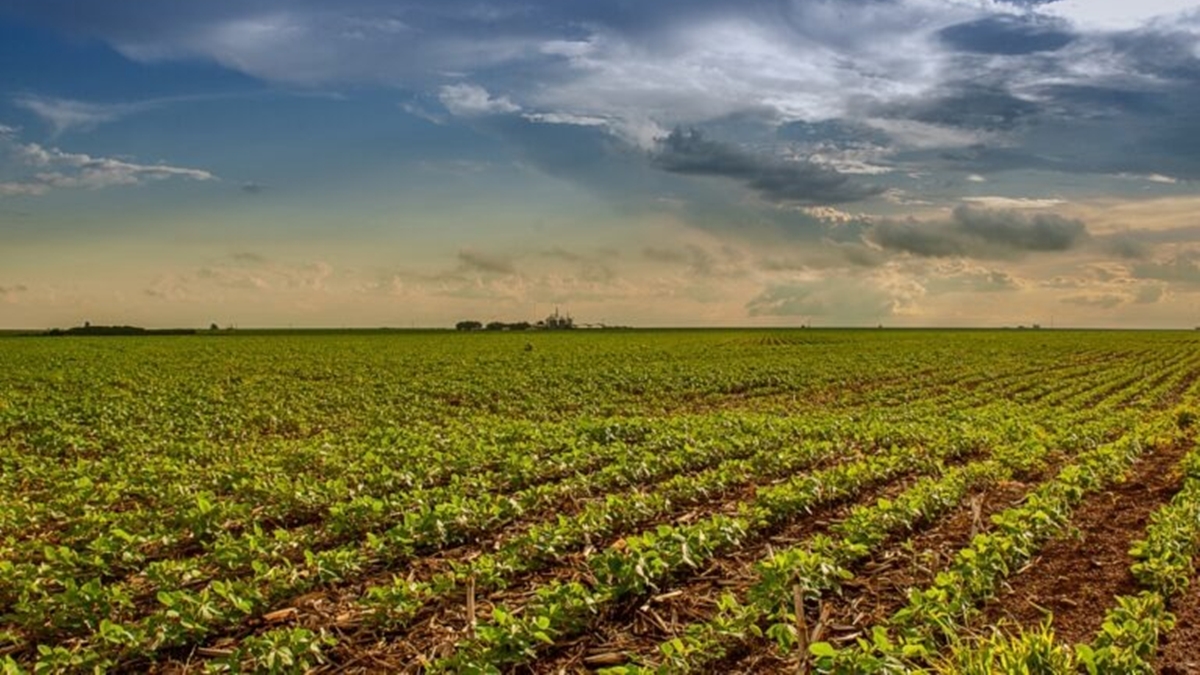 Setor agropecuário em Goiás cresce 20,1% em 2025