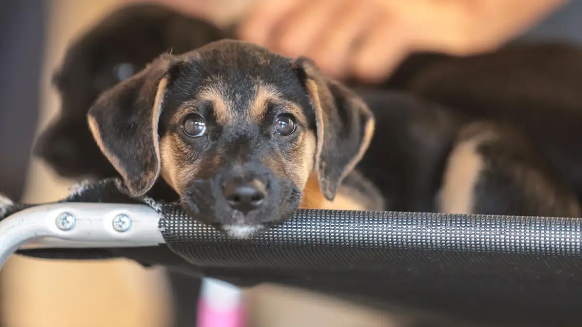 Goiânia sedia evento de adoção de cães e gatos no próximo sábado