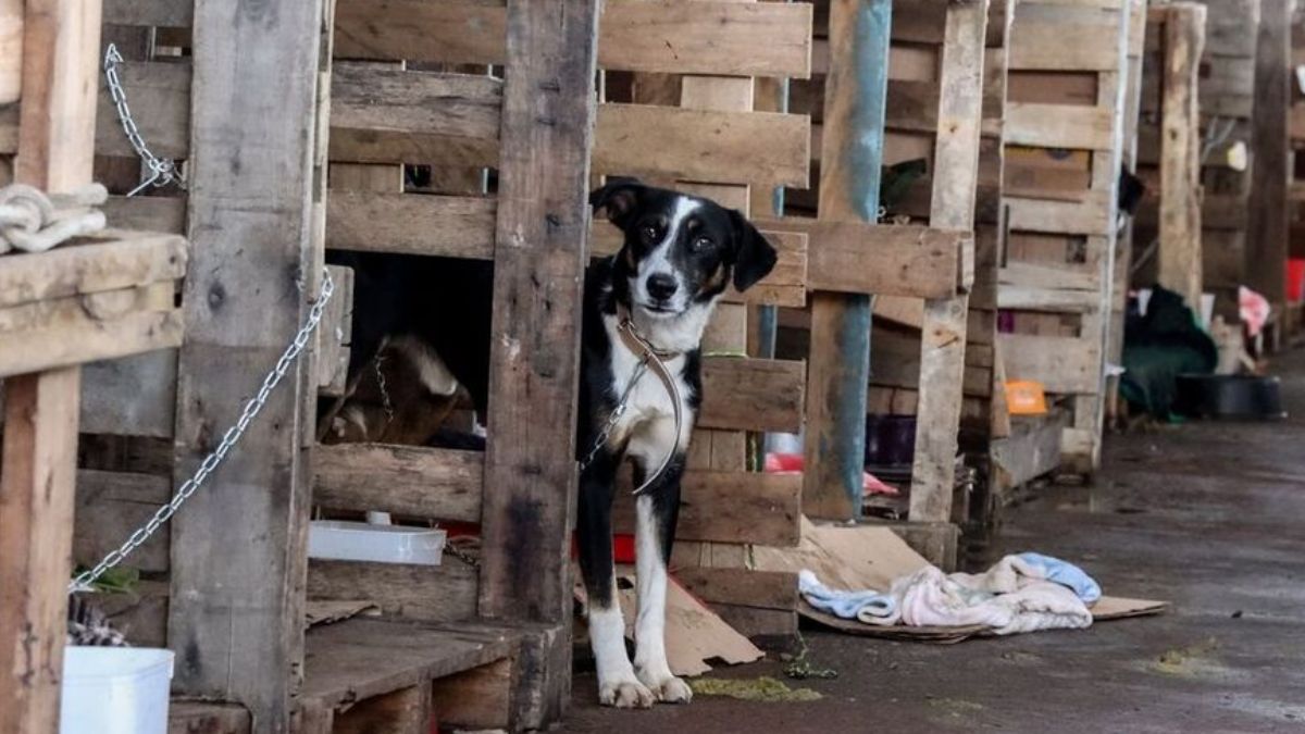 Seminário sobre maus-tratos reúne profissionais da área em Senador Canedo