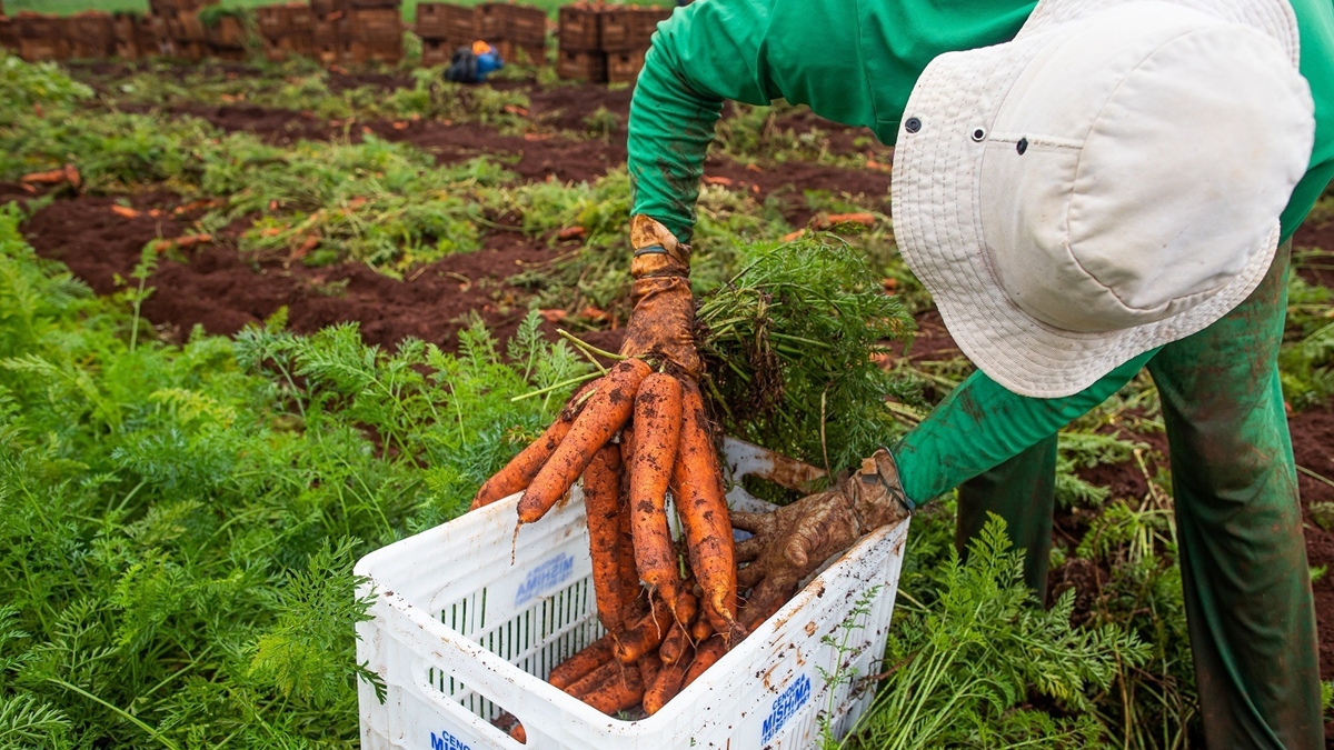 Rendimento médio no agronegócio de Goiás tem alta de 20,5%
